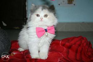 Import lineage Persian kittens available