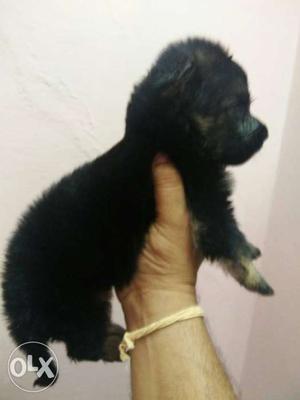 KCI registered GSD puppy for sell looking for new home