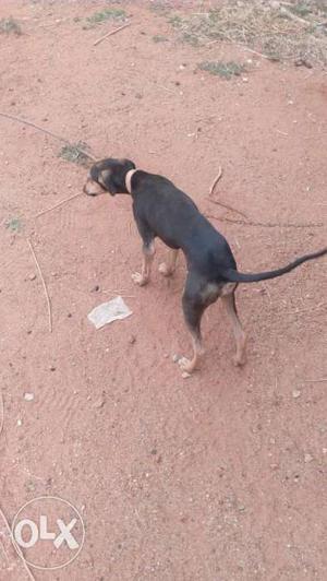 Kanni original breed 5 months old male very active