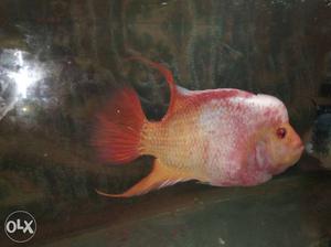 LBNo FlowerHorn (Male) Just at# only 1)Horn