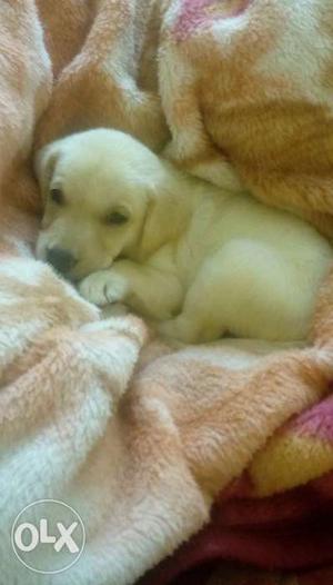 Lab female puppy 35 days old