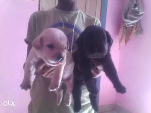 Labra Rittweller German All pure breed pups available.