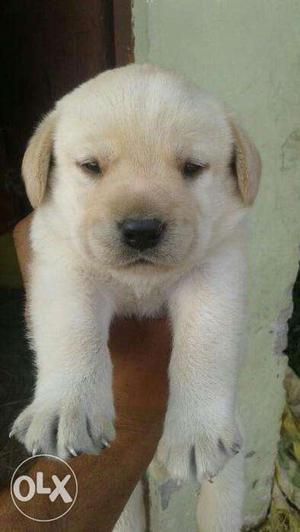 Labra pure breed 25 days old And other breeds