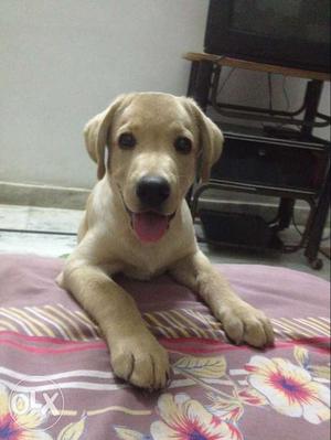 Labrador 4 months old. healthy and full active