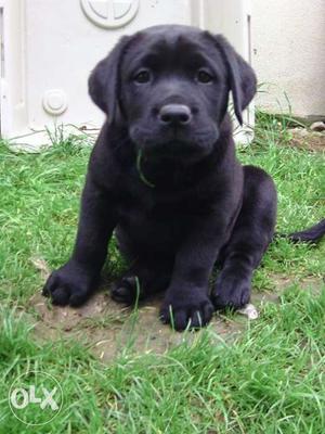 Labrador Bani* Female Bani* and male pups best price in