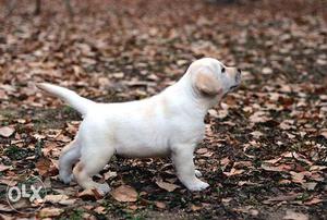 Labrador Cute+ full Cute+ active and healthy puppies B