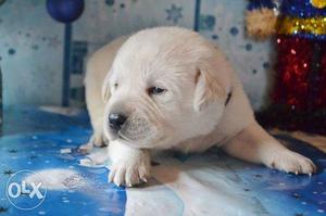 Labrador SChe+ normal SChe+ quality 1 male only  in