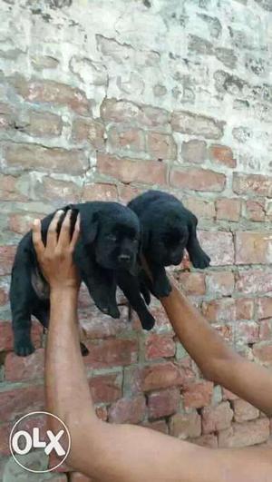Labrador female puppy available in Black &Golden