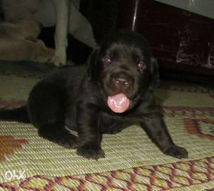 Labrador healthy puppies for sale 3 Male,1female