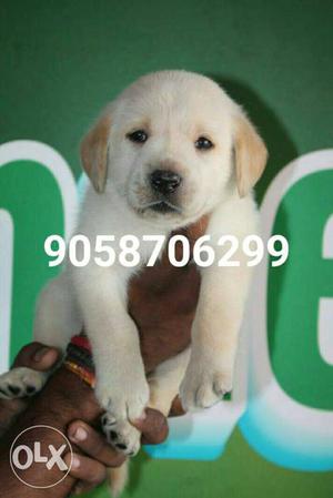 Labrador male puppy available in pure Quality And