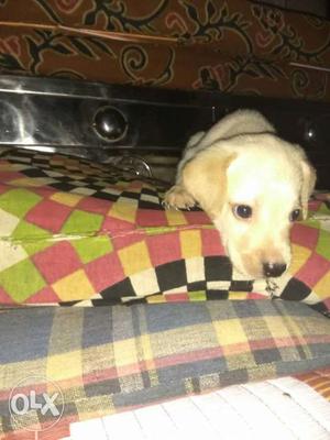Labrador pure breed female available Rs  only