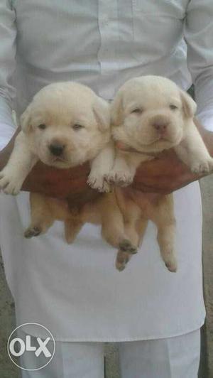 Labrador top quelety pups available at reaonsable