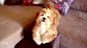 Lhasa apso male available for breeding crossing