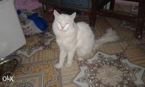 Long Coat White Cat