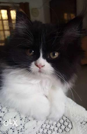 Long haired 3 month old doll faced Persian Kittens 2 male &
