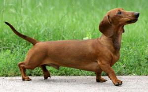 MALE dachshund for crossing OR for Sale
