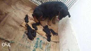 Mahogany Rottweiler With Puppy Litter