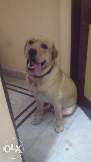 Male Labrador ready for mating.