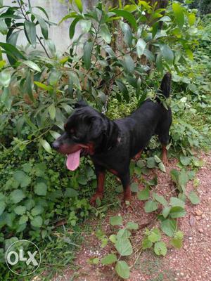Male Rottweiler 6 months old urgent sale. Good quality.