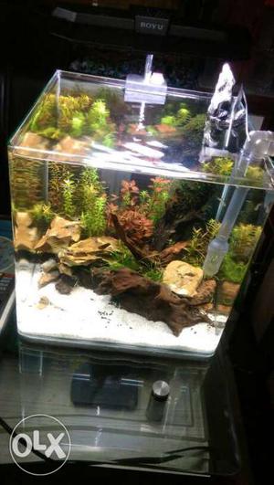 Natural planted aquarium at its best available.