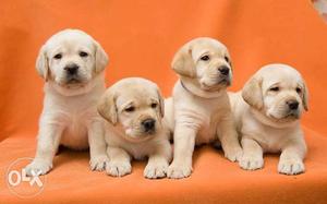 Normal Pups* labrador Pups* puppies cheap price in jaipur B