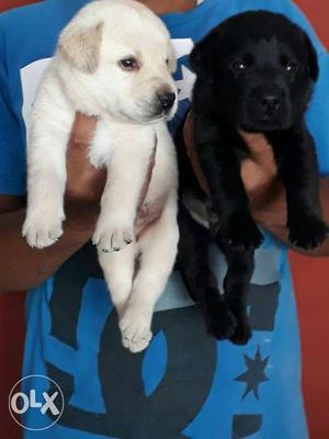 O6 Labrador puppy 35 days old pure breed top quality