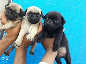 O6 pug puppy black and faan available female 