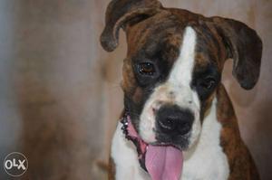 One year 6 month old German boxer dog sall