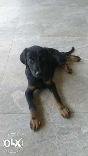 Only female doberman puppy available.