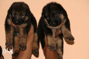 Only gsd male puppy available