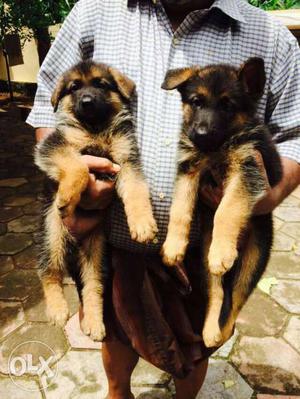 Original German Shepherd puppies (females)