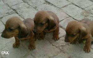 Original dashund three puppies in brown colour
