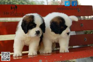 PET Palace™- Beagle, Great dane, Chihuahua, Saint Bernard,
