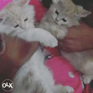 Parshian kittens punch & doll face 2months