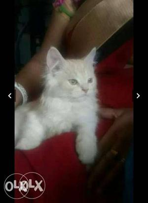Parsian kitten for sale pure breed Note: no
