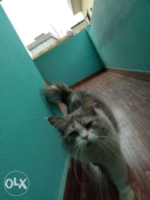 Persian cat doll face 1yr old male