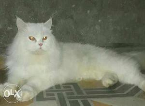 Persian cat for mating