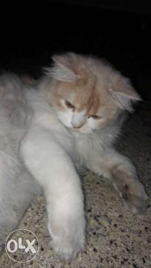Persian cat for sale female 5 month's old