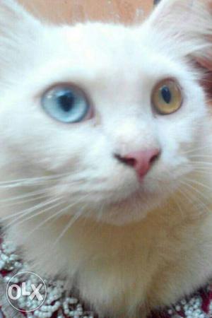 Persion male cat..double color eyes