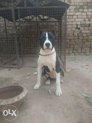 Pitbull 7 mnths old pocket size active and pure