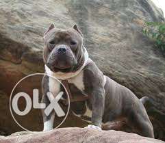 Pitbull blue and white colur puppies