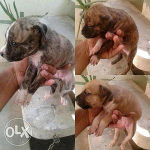 Pittbull Brindle pup 2 male 3 female for sale
