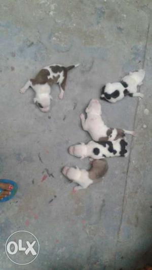 Pittbull dogs puppy 10 days old. contact us
