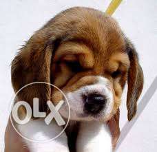 Play full BEAGLE Male And Female Puppies Available