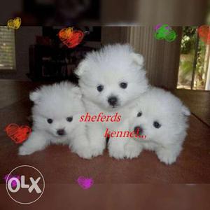 Pom puppy l available for sell