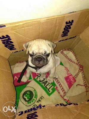 Pug dog for selling it's only 65 days it's male