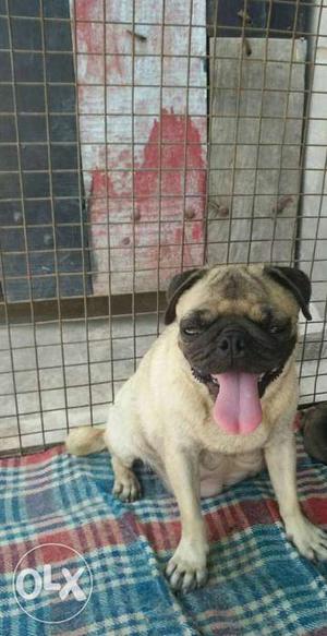 Pug female for sale 16 month