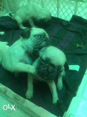 Pug female puppies for sale