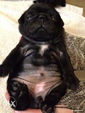 Pug full *mes! badmash *mes! and healthy puppies in B