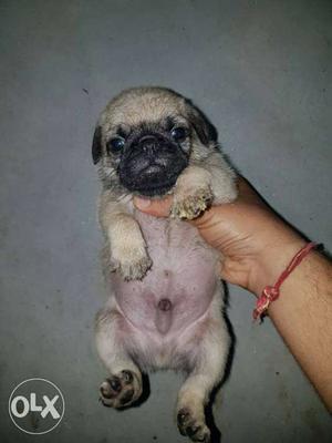 Pug male pure quality available.